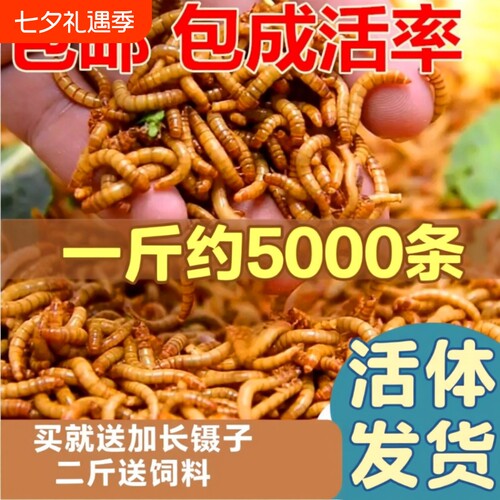 面包虫活体黄粉虫活虫鹦鹉鱼金龙鱼乌龟画眉鸟石蛙饲料包邮养殖