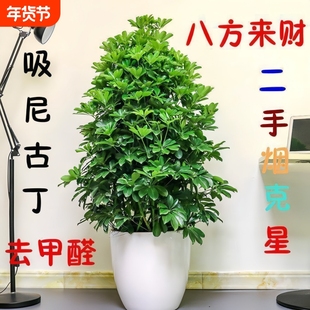 大型室内客厅盆栽花卉八方来财鸭脚木绿植七叶莲发财树鸭掌木招财
