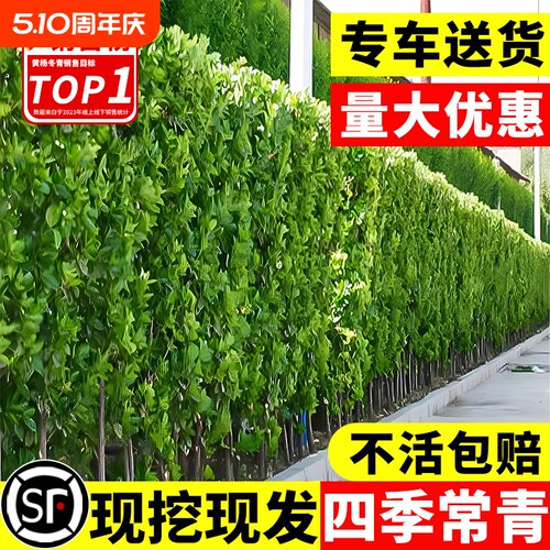 北海道黄杨冬青树苗四季耐寒绿植篱笆墙围墙绿篱丛生大叶绿化庭院