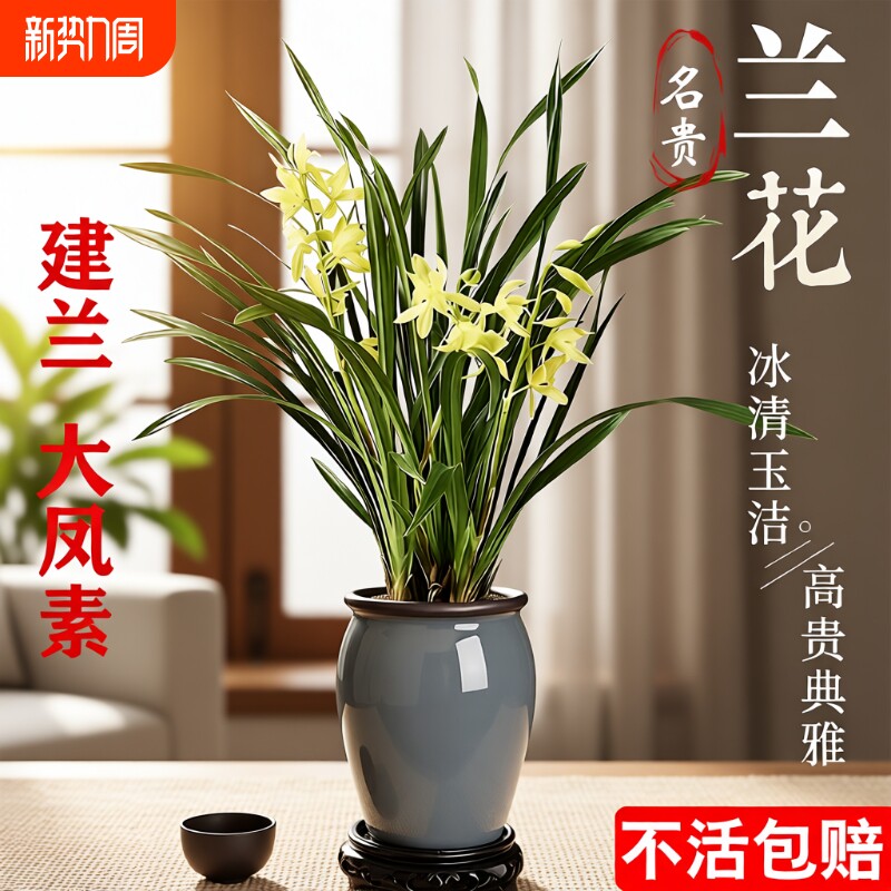 四季兰建兰大凤素夏带花苞开花室内花卉兰花苗客厅品种名贵好养活