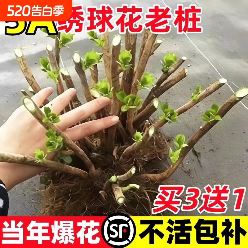绣球花苗四季开花老桩大苗盆栽特大花阳台无尽夏庭院室外花卉植物