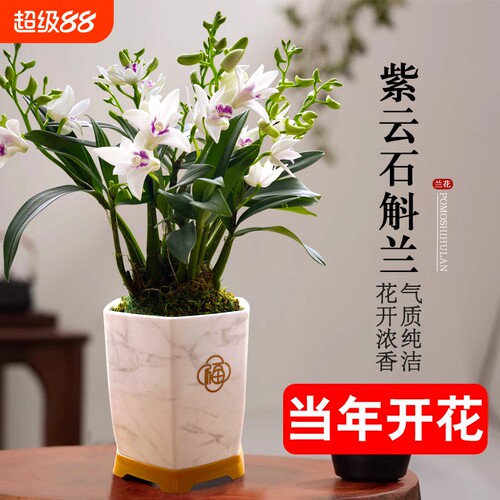 石斛花苗兰基地紫云好养泼墨室内水培当年开花卉盆栽绿植带花香水
