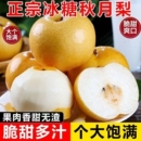 正宗秋月梨山东脆甜多汁新鲜当季 水果现发整箱 农家自种梨子应季
