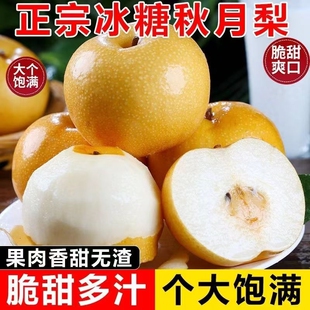 正宗秋月梨山东脆甜多汁新鲜当季 水果现发整箱 农家自种梨子应季