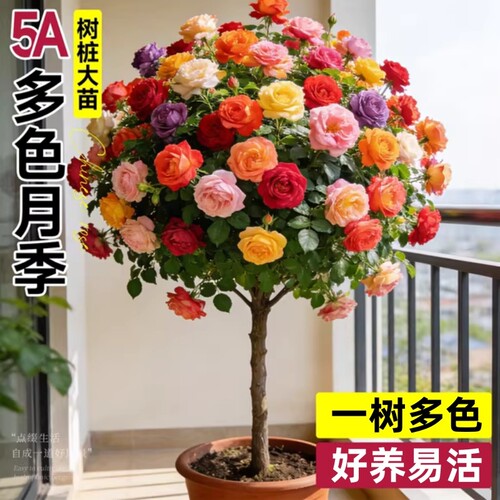 棒棒糖树桩月季花卉树苗老桩盆栽嫁接四季特大花玫瑰绿植果汁阳台