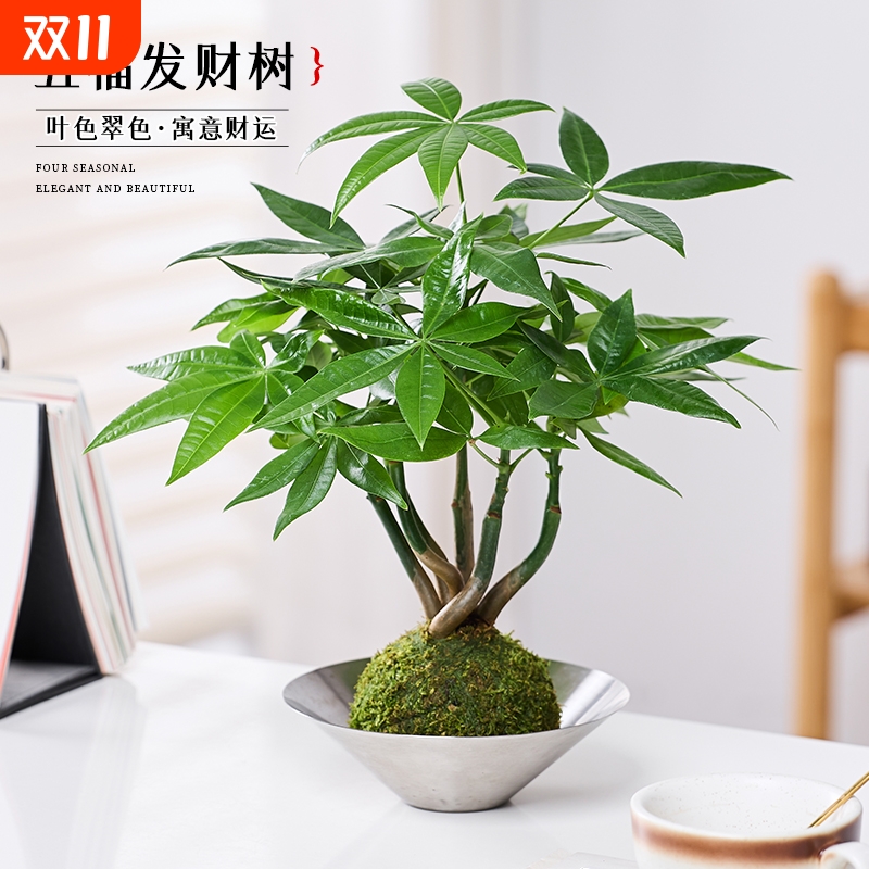 苔藓球发财树小盆栽绿植室内水培植物办公室桌面好养四季常青造型