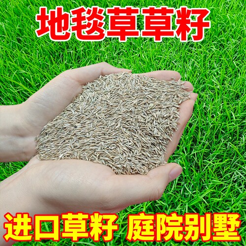 地毯草草籽高档矮生高尔夫四季常青免修剪别墅庭院绿化草皮种籽子