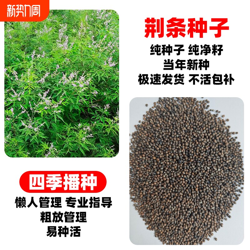 荆条种子护坡固土草籽生态修复边坡复绿耐盐耐碱优选好种灌木种子