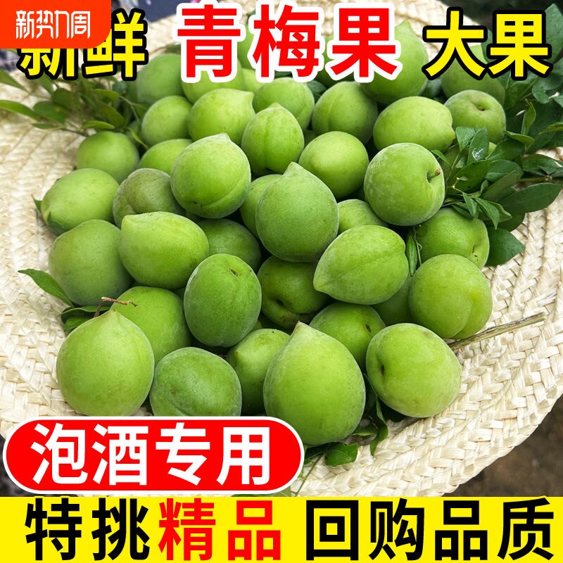 高山青梅果泡酒专用新鲜现摘鲜果深山野生酸梅子酸水果新鲜果大果