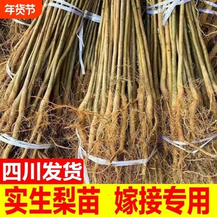 正宗实生梨树苗砧木野生梨树苗母本可嫁接翠冠黄金梨四川苗圃基地