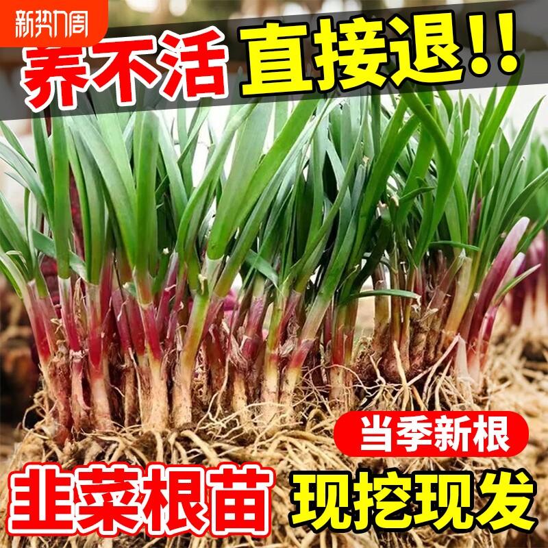 韭菜根苗现挖紫根宽叶红根带土四季农家韭菜根老品种韭菜种籽种子