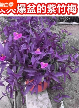 室外室内花卉绿植盆栽紫色吊兰紫竹梅紫罗兰喜光好养植物鸭芷草