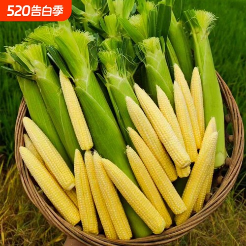 广西新鲜玉米笋带皮玉米芯苞现摘小迷你农家蔬菜食用鲜嫩小玉米