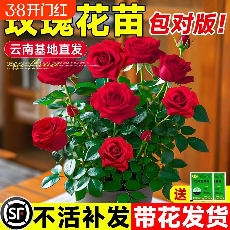 玫瑰花苗带花苞蔷薇月季特大花四季开花阳台盆栽花卉室内外绿植物