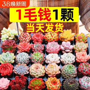 多肉植物室内盆栽大颗好养精品罕见品种名贵老桩玉露法师阳台客厅