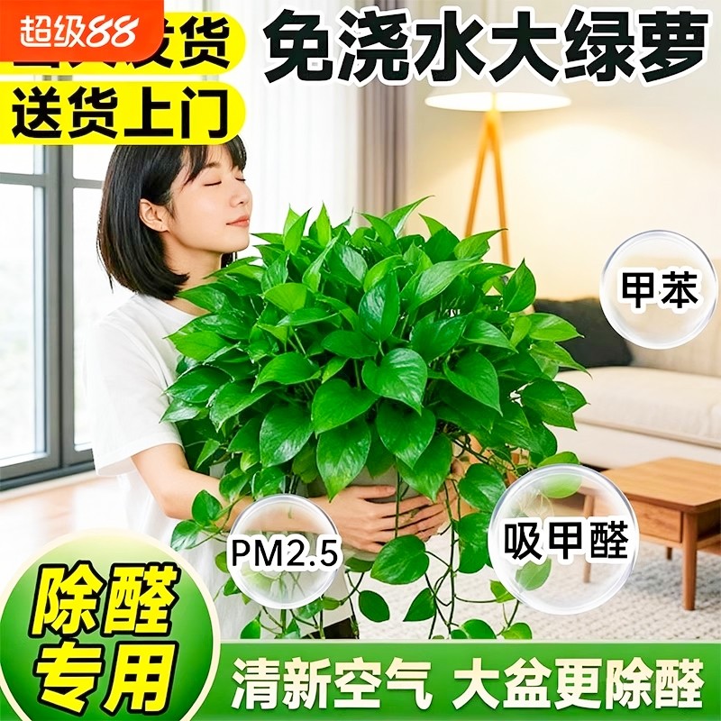 特级大盆绿萝室内盆栽水培吸除甲醛新房长藤大叶绿萝家用四季绿植