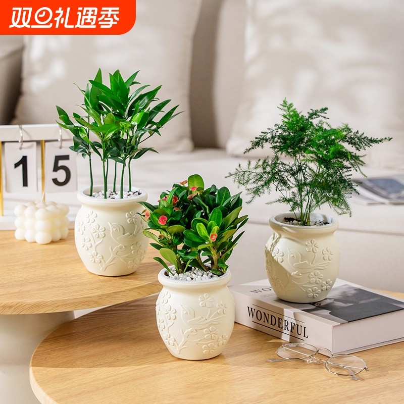 绿植室内小盆栽桌面发财树易活四季懒人养的花办公室植物幼儿园