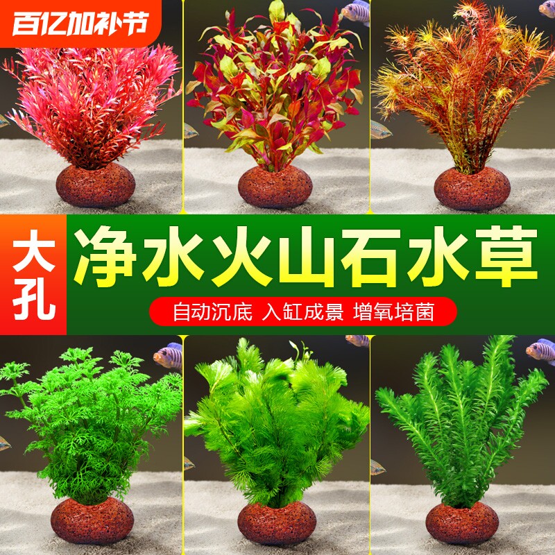 升级火山石水草植物小鱼缸造景真草蜈蚣水榕阴性绿菊净化水质套餐