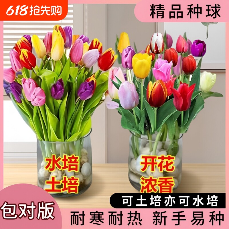郁金香种球可土培水培耐寒耐热花卉室内阳台盆栽庭院地载植物