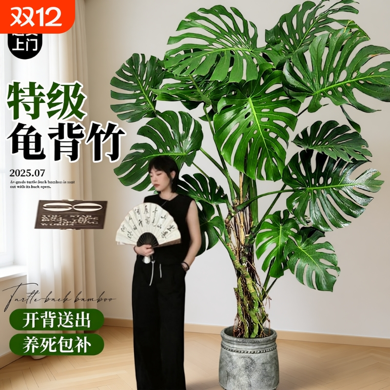 龟背竹客厅大盆栽老桩品种