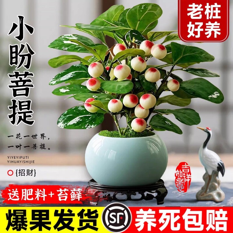 小盼菩提树盆栽带果老桩盆景办公室绿植客厅桌面植物室内禅意摆件