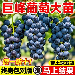 阳光玫瑰葡萄带土巨峰树苗盆地栽种植当年结果夏黑蓝宝石皇后果树