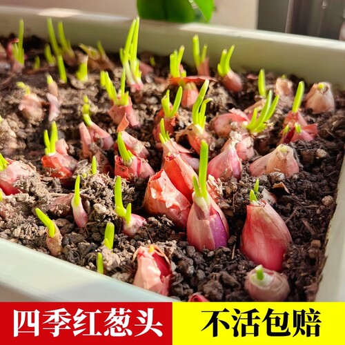 四季种植小香葱种红葱头
