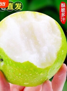 正宗青皮翠玉梨子砀山梨新鲜水果当季现摘现发汤山苹果梨