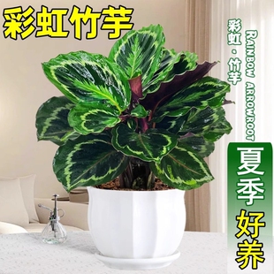 彩虹竹芋盆栽水培孔雀竹芋彩叶绿植花卉室内夏季好养净化空气植物