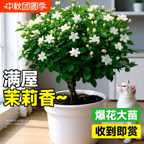 茉莉花盆栽老桩可食用四季开花树苗垂丝茉莉带花苞耐热花卉植物