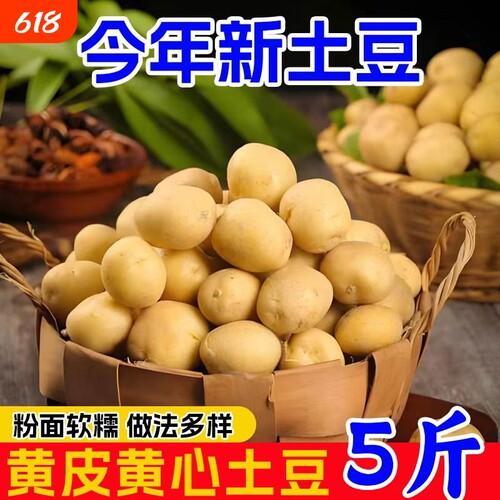 高山老品种黄心小土豆