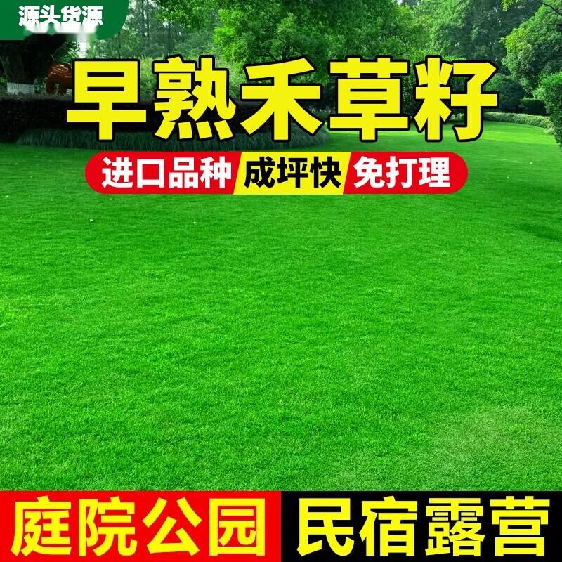 早熟禾草坪草籽庭院别墅耐寒耐旱耐践踏矮生绿化种子源头直发包邮