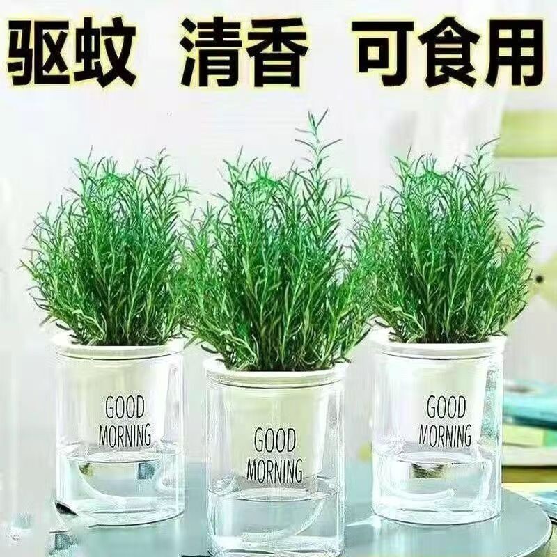 迷迭香盆栽绿植四季好养装饰香草驱蚊客厅桌面可食用迷迭香薄荷苗图片