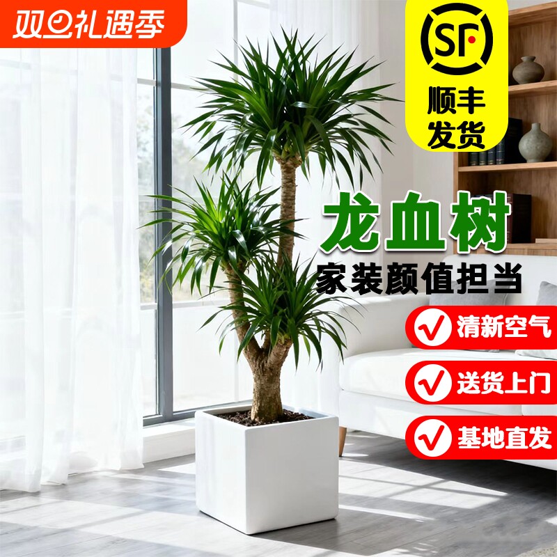 高级感龙血树除甲醛旺宅好养