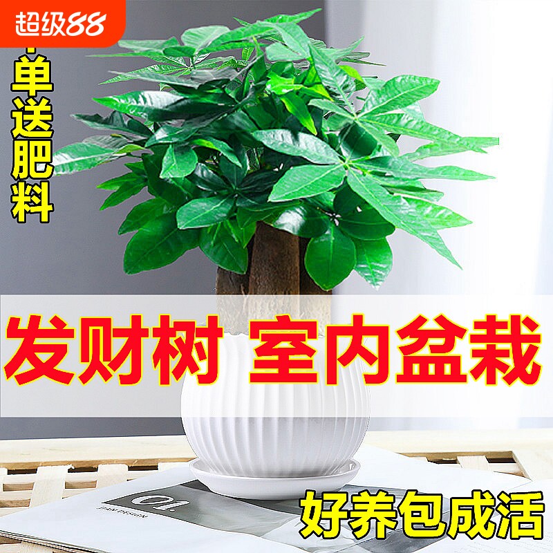 发财树绿植小盆栽八方来财常青室内外净化空气办公室客厅好养易活图片