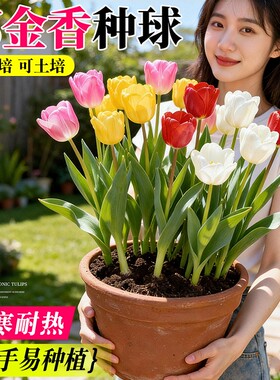 郁金香种球水培土培花卉盆栽绿植
