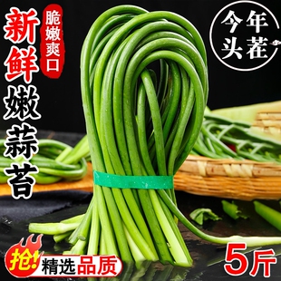 2026年【新鲜蒜苔】农家自种新鲜蔬菜蒜薹嫩蒜苔现摘自种蔬菜包邮