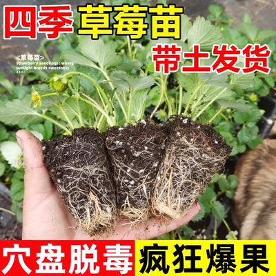 柏宜斯草莓苗当年结果