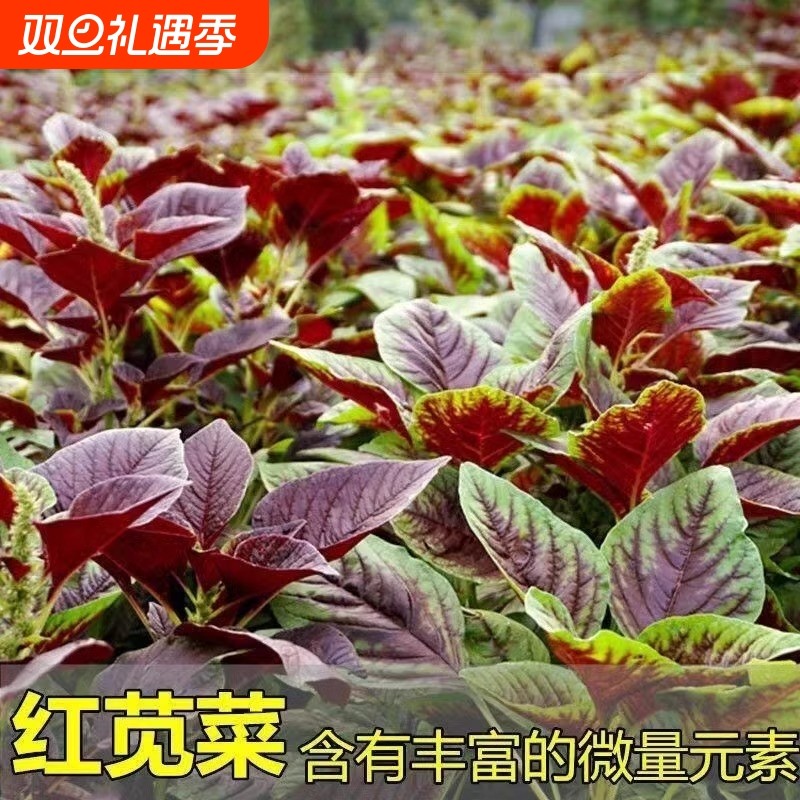 苋菜种籽大全红苋菜种子秧苗四季冬汉菜蔬菜阳台种植盆栽孔雀小叶