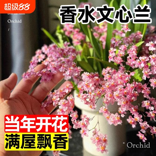 香水桌面带花苞梦香兰花苗阳台室内好养文心兰可水培盆栽花卉绿植