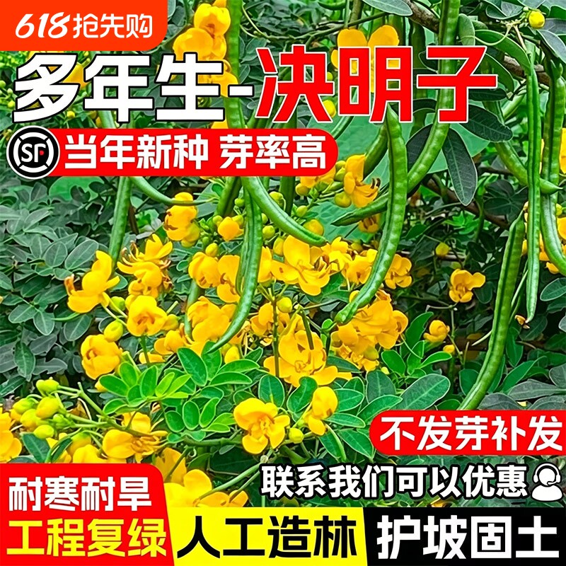 决明子种子灌木种籽护坡固土矿山边坡绿化四季常青多年生复绿草籽