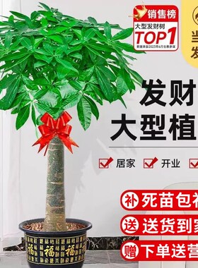 发财树盆栽客厅大型绿植物室内招财树盆景吸甲醛乔迁开业送礼室外