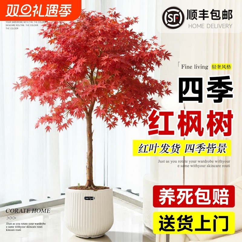 红枫庭院树苗盆栽盆景日本绿植老桩阳台室内旺宅植物冬季造型观赏