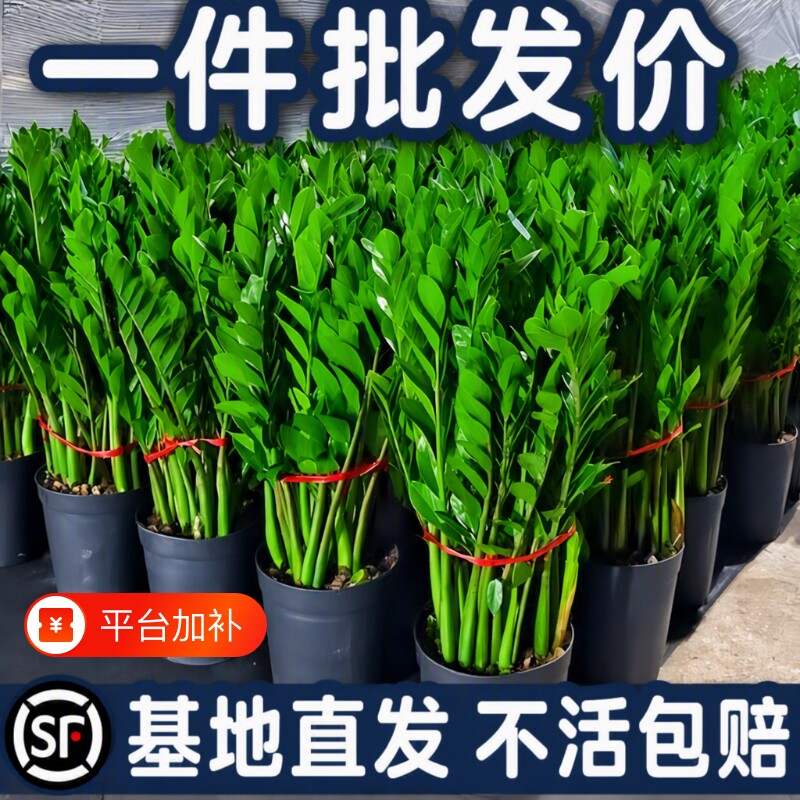 金钱树盆栽办公室好养植物客厅旺宅绿植大摇钱发财树招财盆景阳台