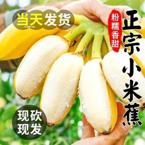 正宗香蕉小米蕉新鲜水果