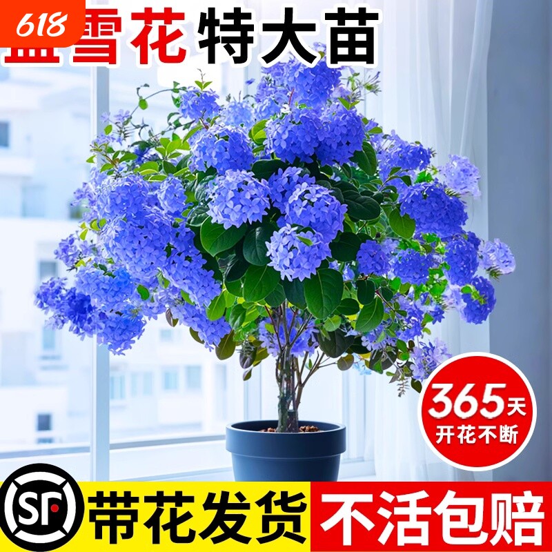 蓝雪花苗盆栽阳台观花耐热好养植物花园庭院爬藤攀援花藤本白雪花