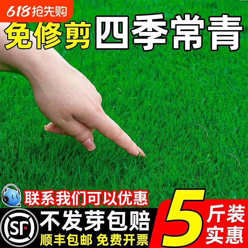 草坪草籽护坡固土狗牙根庭院绿化地毯草四季青耐寒马尼拉麦草种子