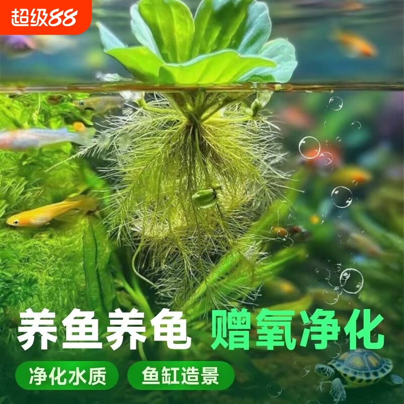 鱼缸造景水培绿植浮萍水草植物漂浮躲避增氧净化水质海缸螃蟹大型图片