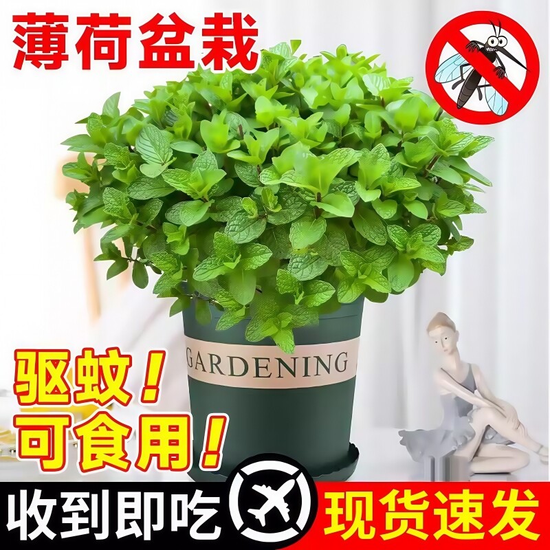 薄荷盆栽可食用大苗室内绿植迷迭香四季植物猫薄荷叶花卉客厅驱蚊