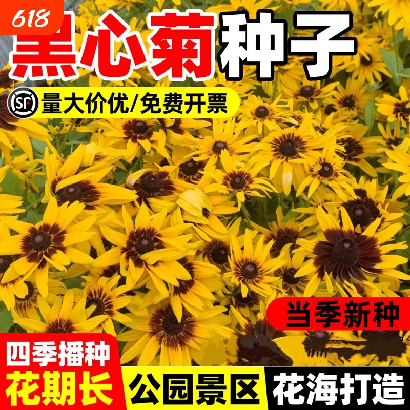 黑心菊种子金光菊多年生耐寒旱四季易活庭院盆栽长效开花花卉种籽